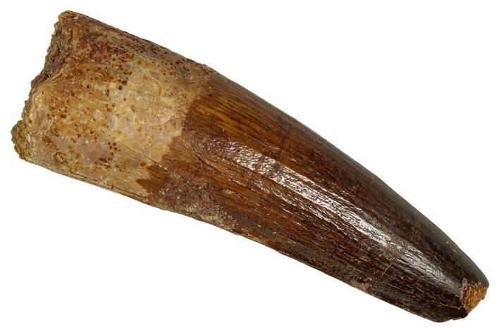 Fossil Spinosaurus Tooth - Real Dinosaur Tooth #350069